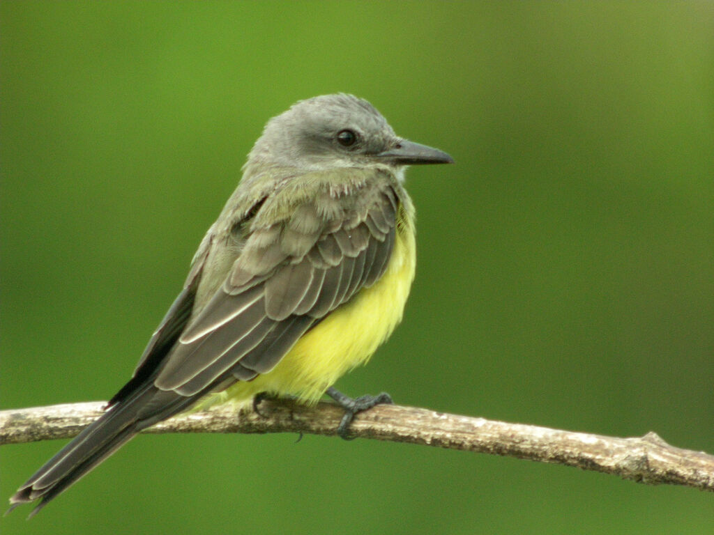 Tropical Kingbird