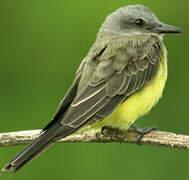 Tropical Kingbird