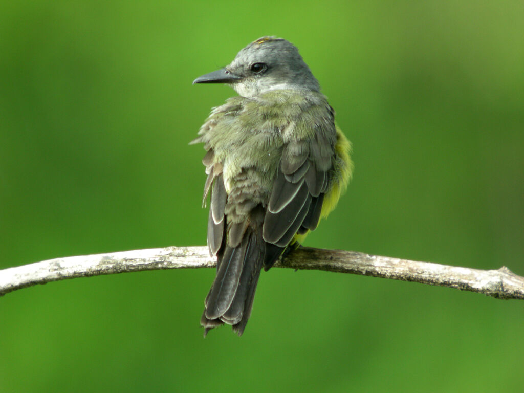 Tropical Kingbird