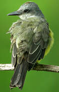 Tropical Kingbird