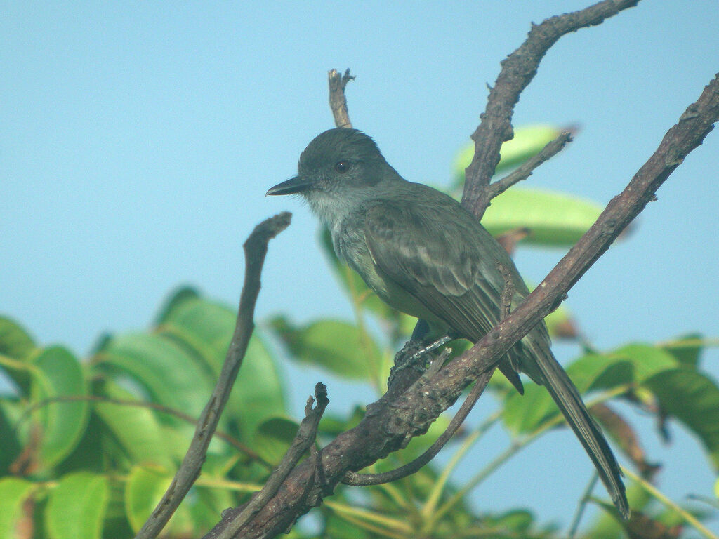 Tropical Kingbird