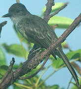 Tropical Kingbird