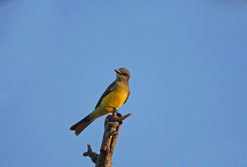 Tropical Kingbird