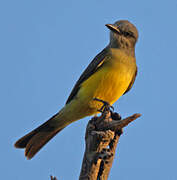 Tropical Kingbird