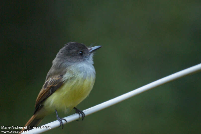 Dusky-capped Flycatcheradult, identification