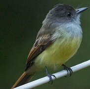 Dusky-capped Flycatcher