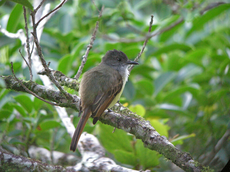 Dusky-capped Flycatcher