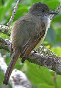 Dusky-capped Flycatcher