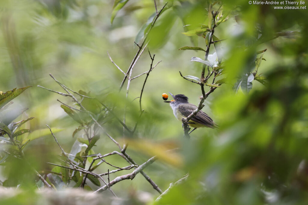 Dusky-capped Flycatcher