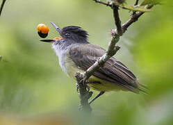 Dusky-capped Flycatcher