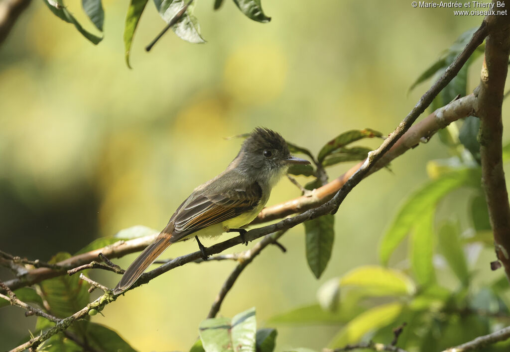 Dusky-capped Flycatcher