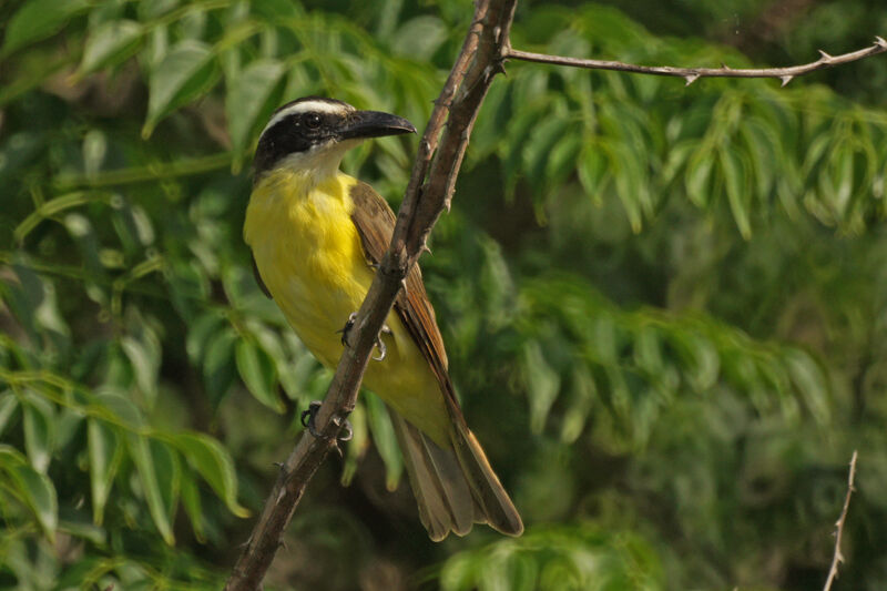 Boat-billed Flycatcher