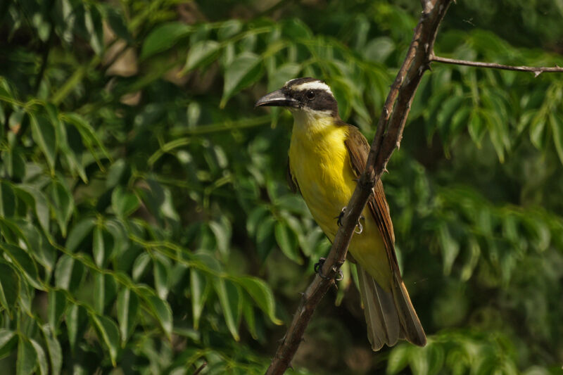 Boat-billed Flycatcher