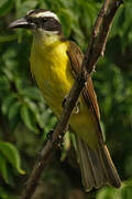 Boat-billed Flycatcher