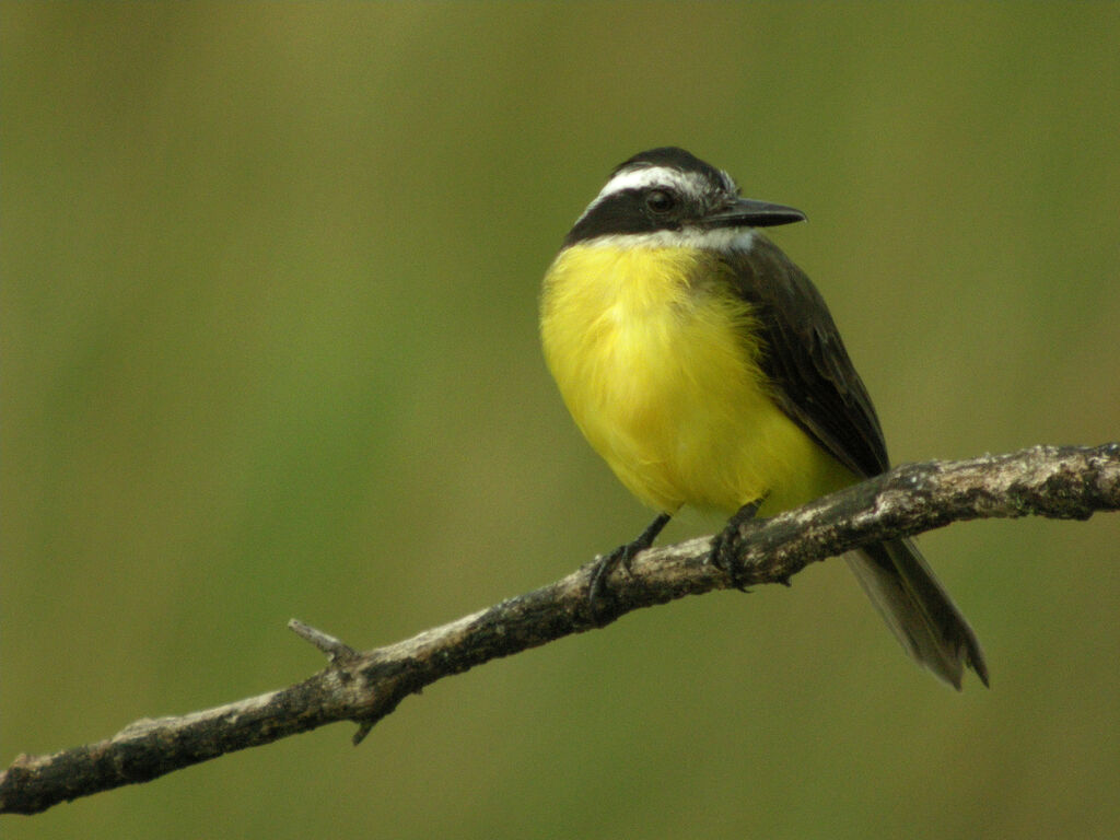 Great Kiskadee