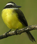 Great Kiskadee