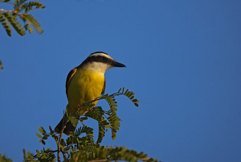 Great Kiskadee