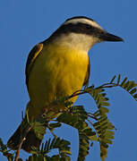 Great Kiskadee