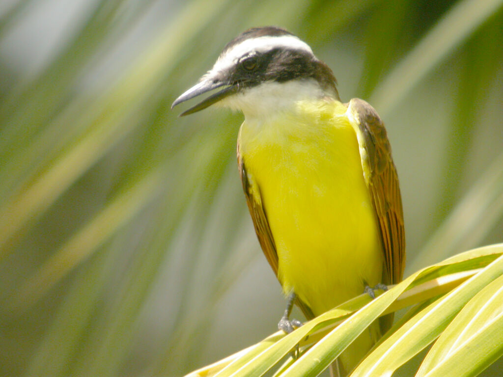 Great Kiskadee