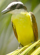 Great Kiskadee