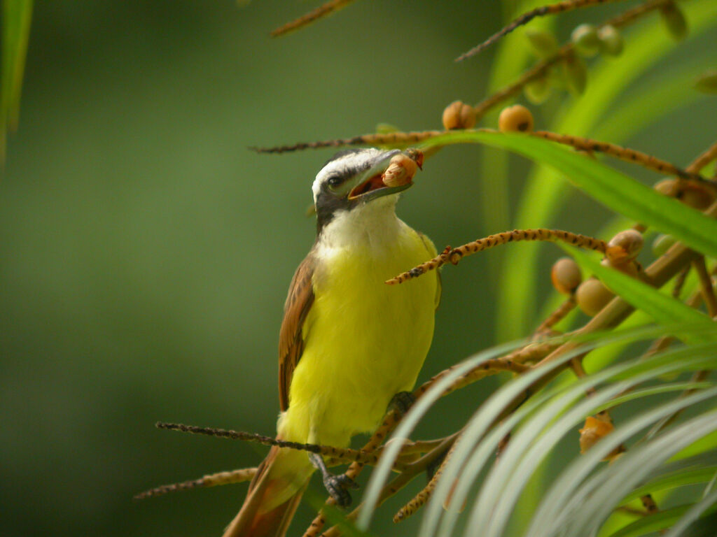 Great Kiskadee