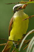 Great Kiskadee