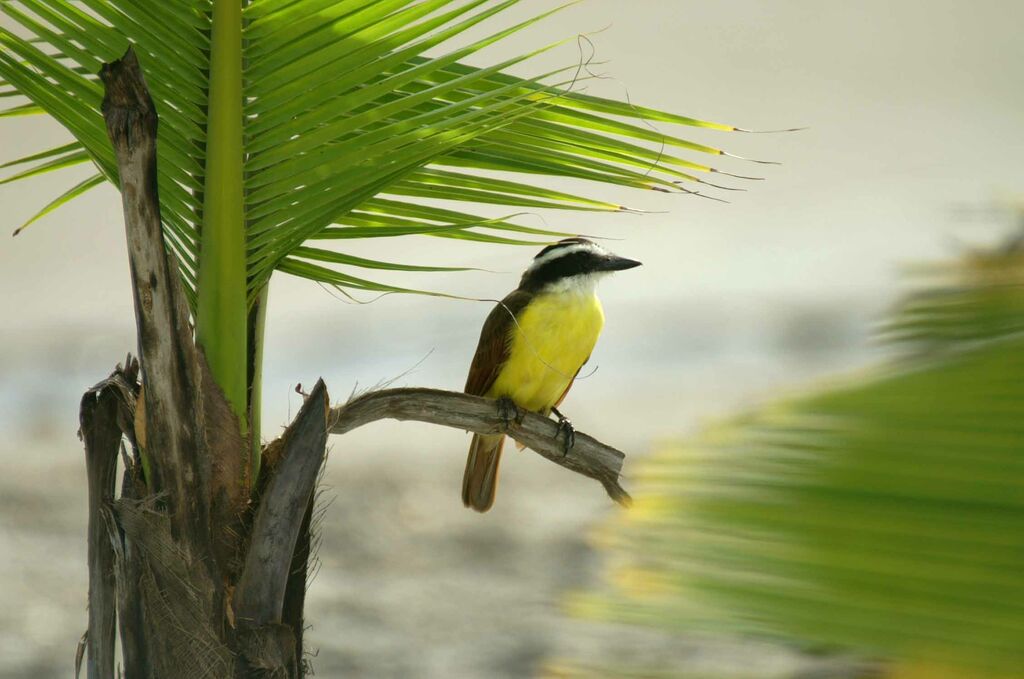 Great Kiskadee