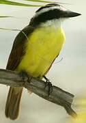 Great Kiskadee