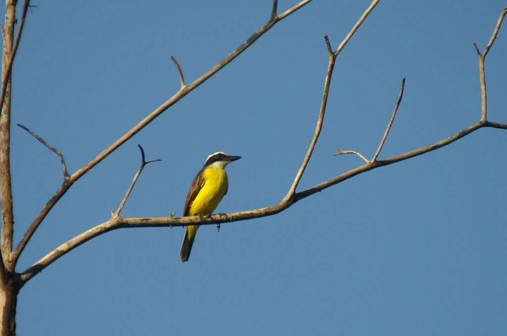 Great Kiskadee