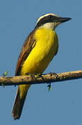 Great Kiskadee