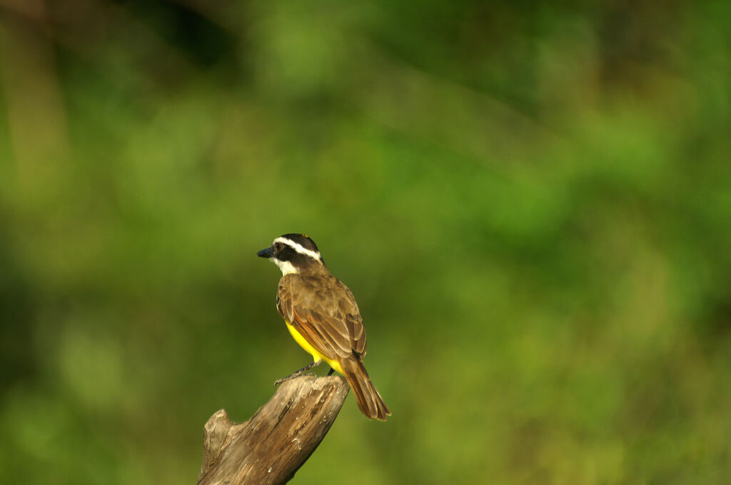 Great Kiskadee