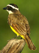 Great Kiskadee