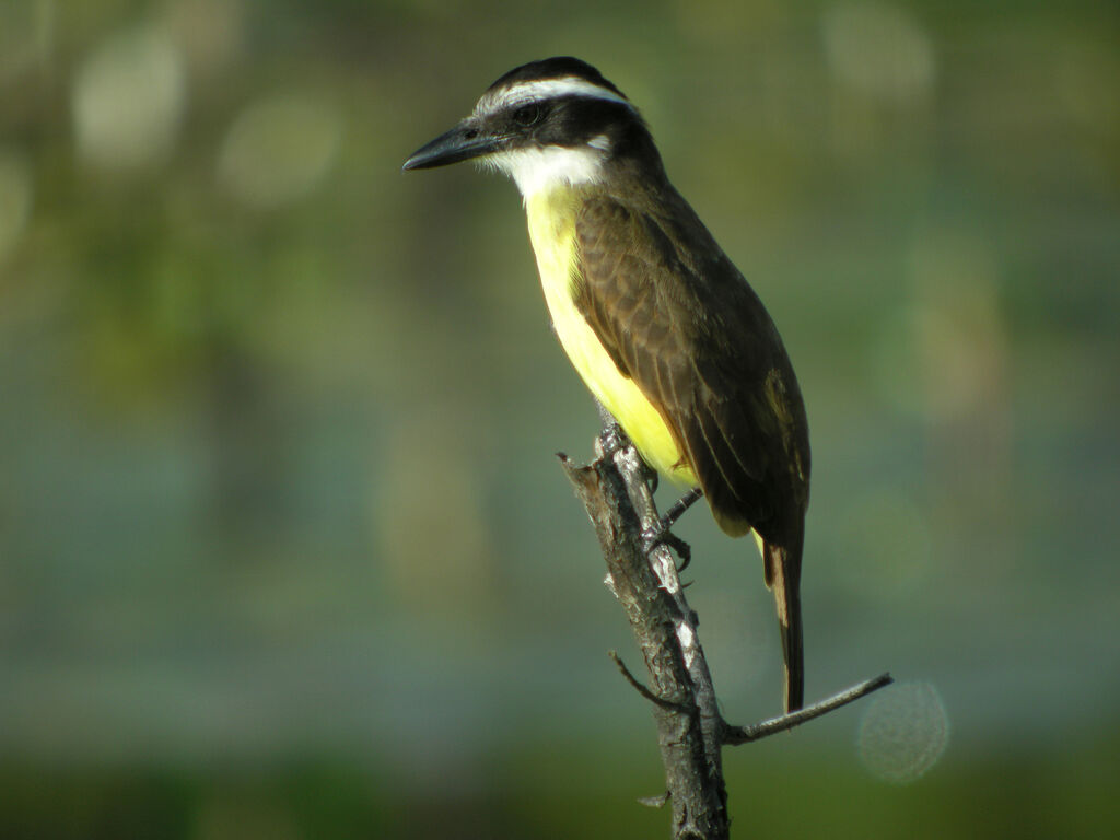 Great Kiskadee