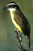 Great Kiskadee