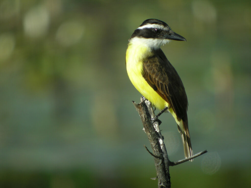 Great Kiskadee