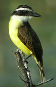 Great Kiskadee