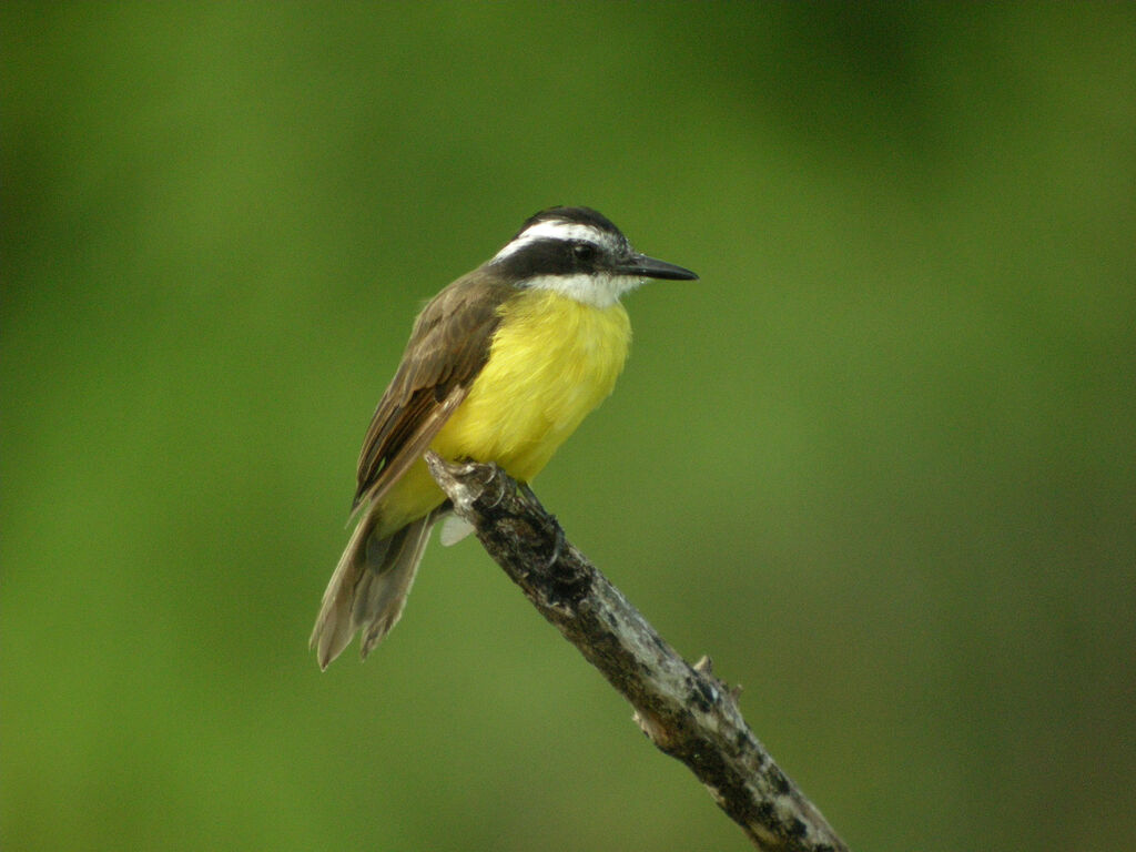 Great Kiskadee