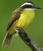 Great Kiskadee