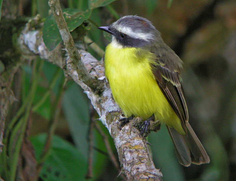 Social Flycatcher