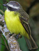 Social Flycatcher