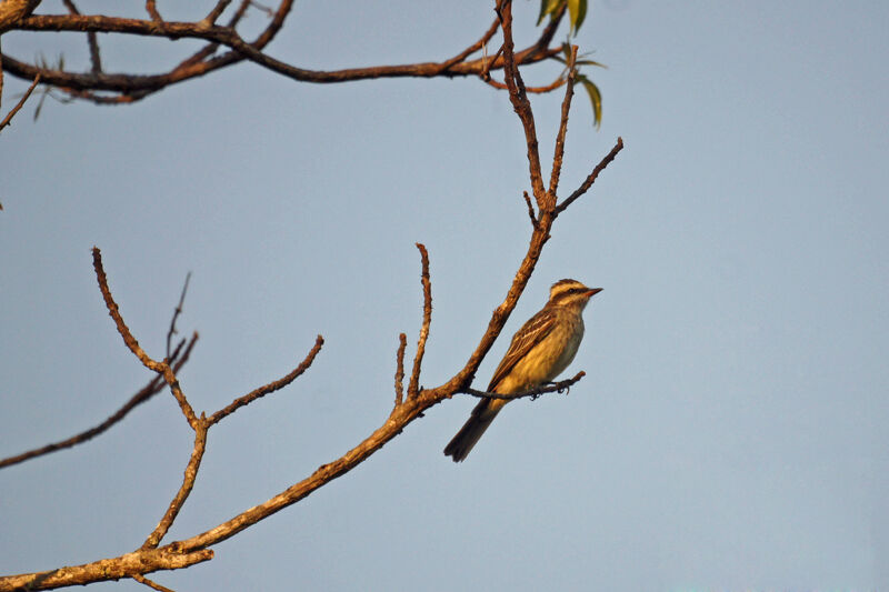 Variegated Flycatcher, habitat, pigmentation, Behaviour