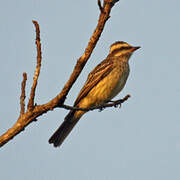 Variegated Flycatcher