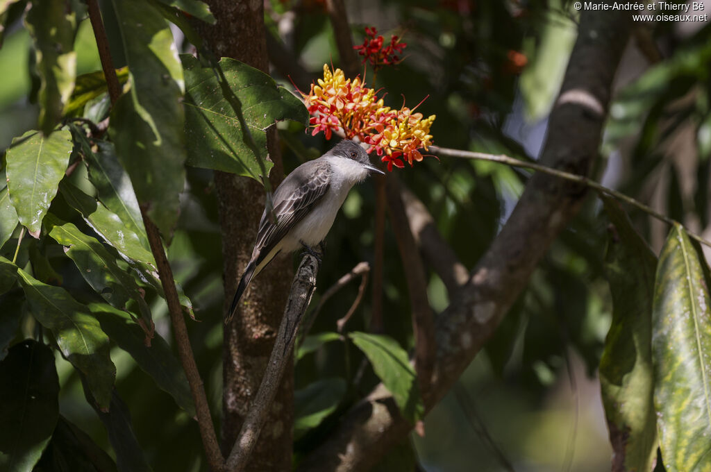 Loggerhead Kingbird