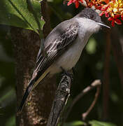 Loggerhead Kingbird