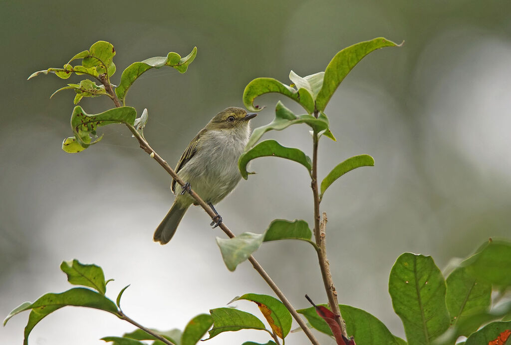 Golden-faced Tyrannulet