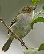 Golden-faced Tyrannulet