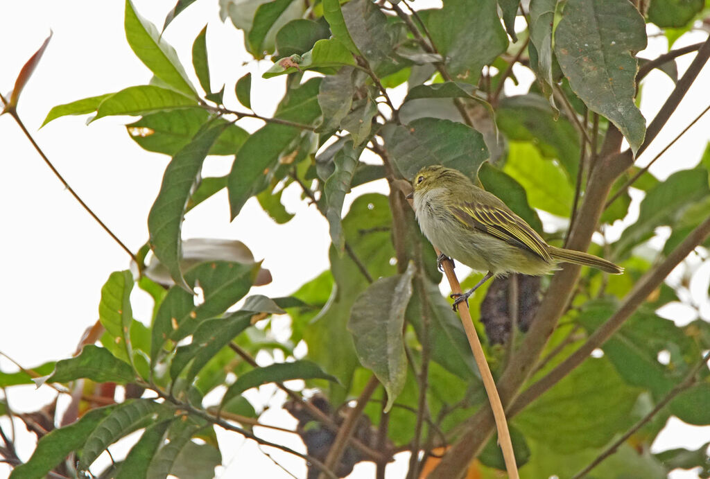 Golden-faced Tyrannulet