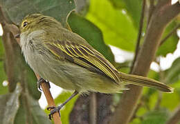 Golden-faced Tyrannulet