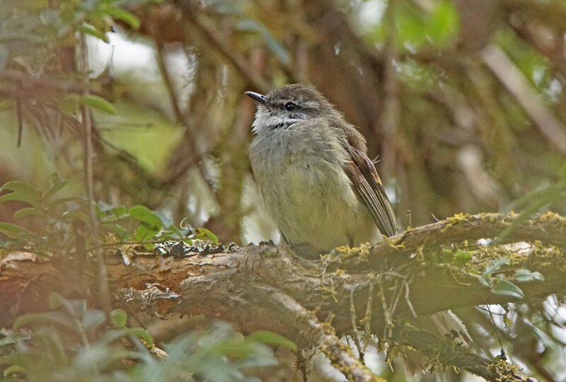 Tyranneau à gorge blancheadulte, habitat