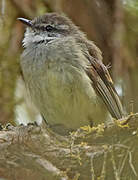 White-throated Tyrannulet